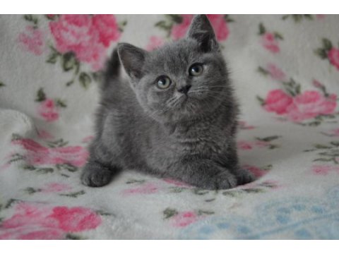 British shorthair yavruları