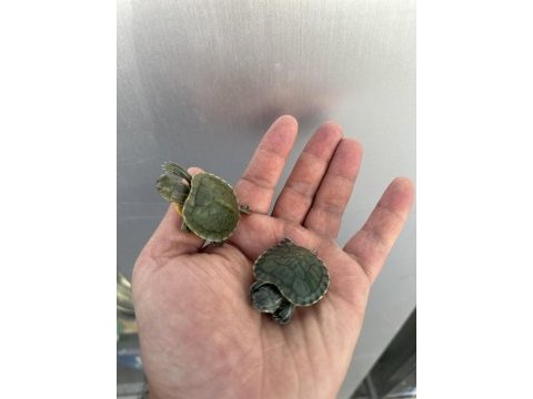 Orijinal kırmızı yanak singapur bebek kaplumbağalar