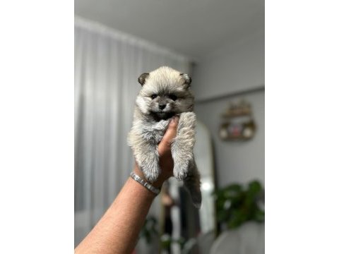 Teslime hazır pomeranian bebekler