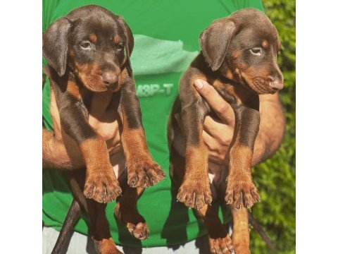 Üst kalite doberman yavruları