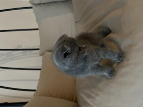 Bursa osmangazi british shorthair
