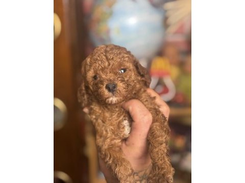 Mini boy red toy poodle kızımız