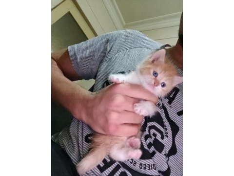 50 günlük golden british shorthair yavruları