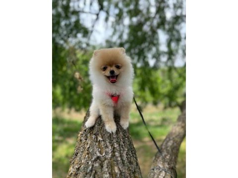 5 aylık eğitimli dişi pomeranian boo