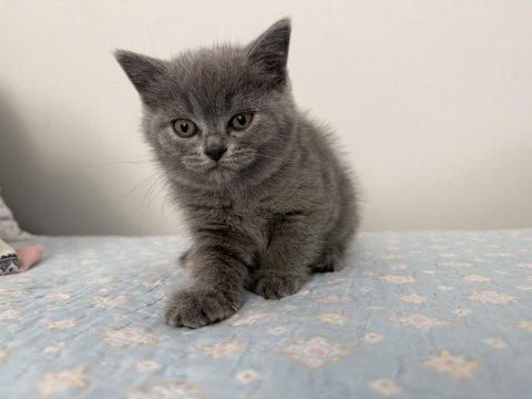 British shorthair 55 günlük