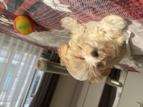 Tea cup erkek yavru maltipoo