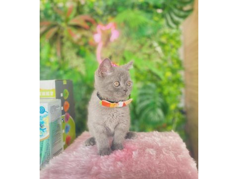 British shorthair yakışıklım ilanda