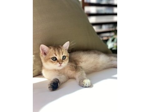 British shorthair golden