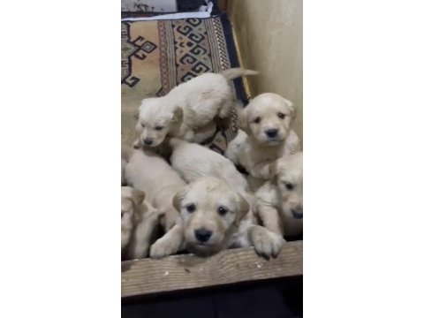 A kalite ırk sağlık garantili golden retriever yavrular
