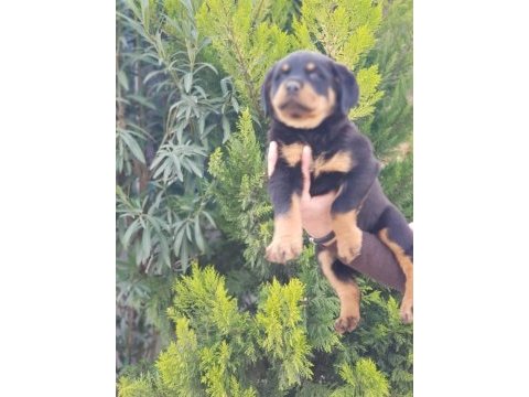 Koca kafa rottweiler yavrularımız