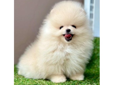 Safkan pomeranian boo yavrularımız