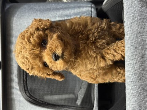 Toy poodle güzelliği