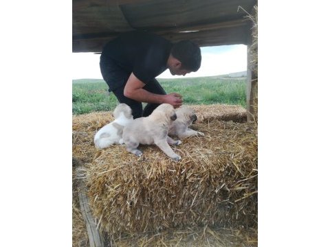 Kangal yavruları 1 aylık