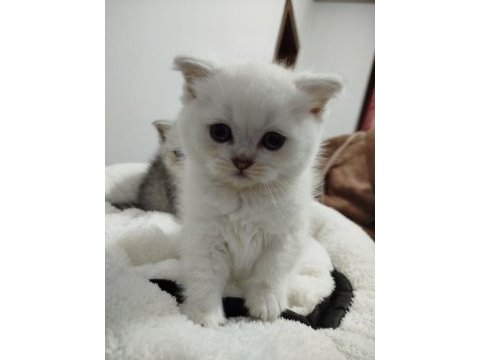 Blue point scottish fold bebek