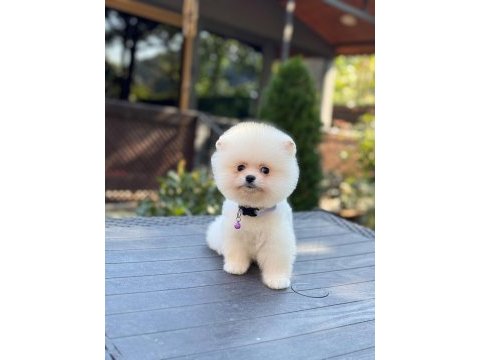 Sağlık ve ırk garantili pomeranian köpekler