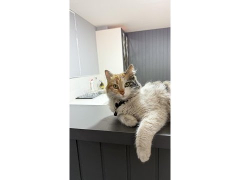 Tekir kedimiz acil yuva aranıyor