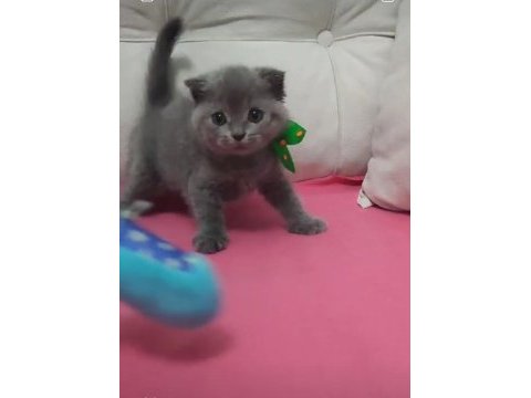 Uyguna scottish fold dişi ve erkek yavrularimiz