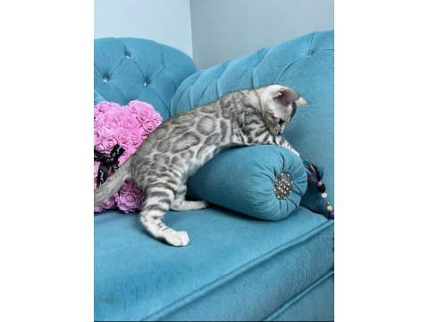 Faturalı silver bengal yavruları