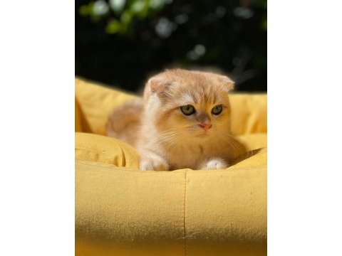 Hemen teslim scottish fold güzellikler