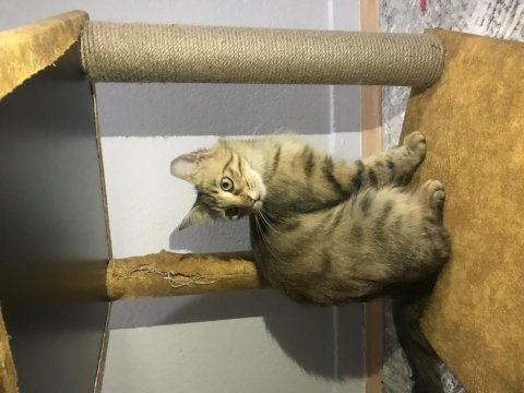 Kısırlaştırılmış dişi tekir kedisi açıklamayı okuyun