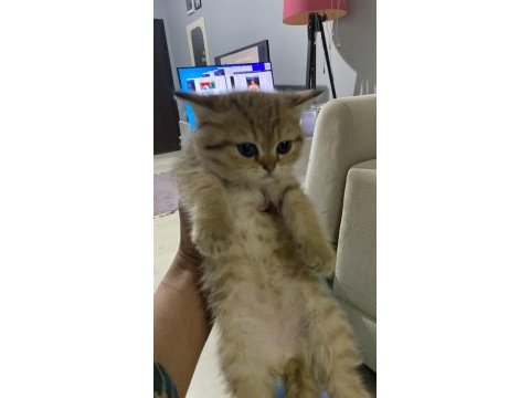 Golden tabby dişi yavru