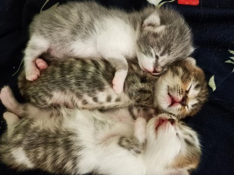 British shorthair aşk bebekler
