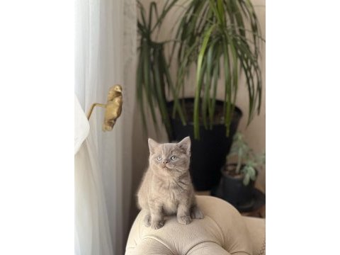Özel renk lilac british shorthair yavrum