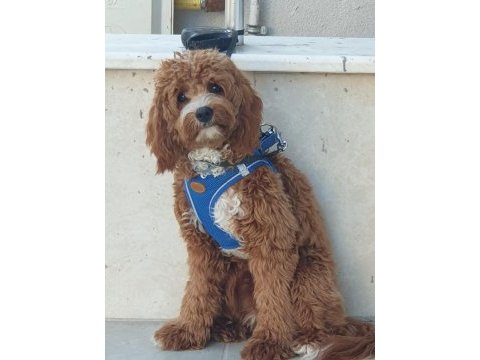 Yavrumuza ev arıyoruz maltipoo