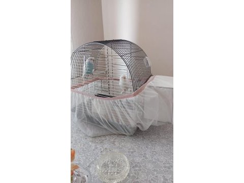 Ele alışık muhabbet kuşları