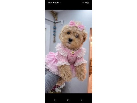 Toy poodle aprikot yavrum
