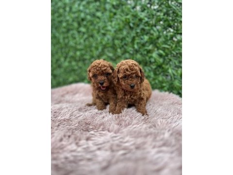Toy poodle köpeklerimiz