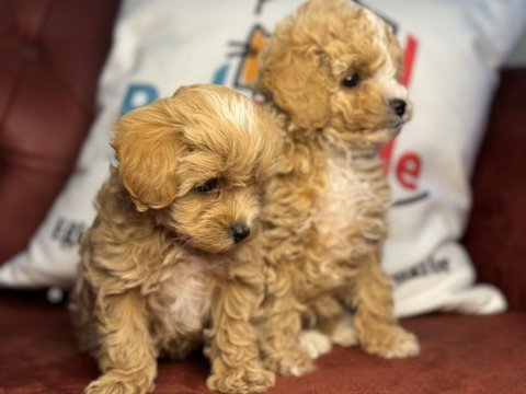 Ankaranın en seçkin kore maltipoo yavruları