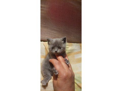 Sevimli british shorthair bebekler