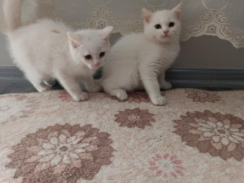 2.5 aylıklar ikisi de erkek british shorthair