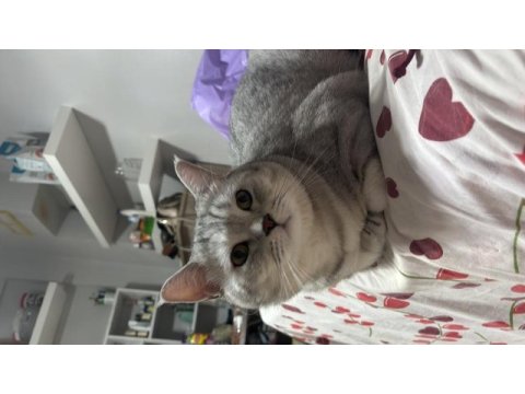 2 yaşında erkek beitish shorthair