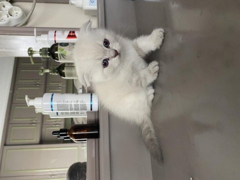 Scottish fold shorthair 45 günlük beyaz
