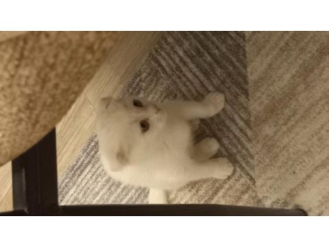 Yuvasını arayan minik bebek scottish fold