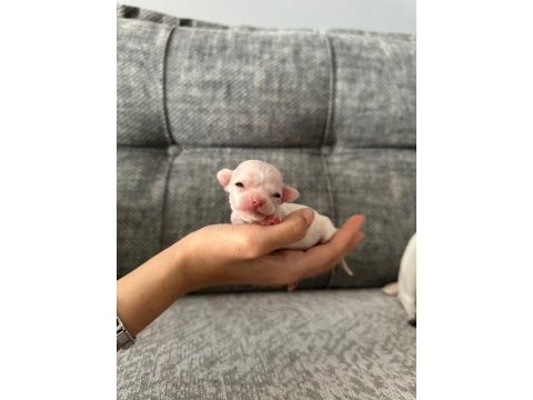 Chihuahua beyaz yavrular