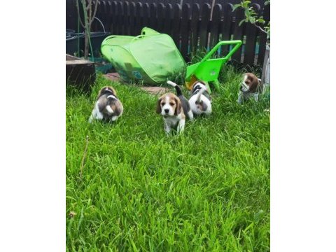 Beagle yavrularımız