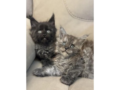 Maine coon