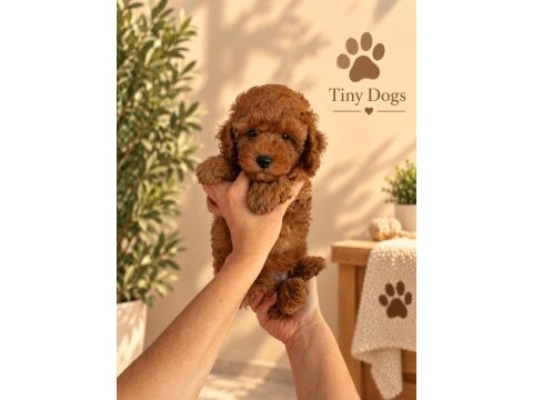 Sevimli mini poodle bebeklerimiz