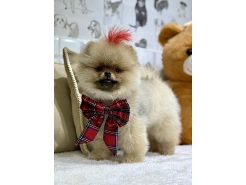 Show class efsane dişi pomeranian boo
