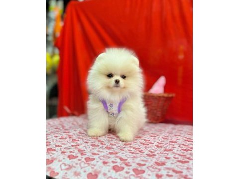 Mersin pomeranian boo ayı surat