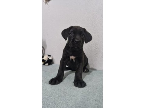 Saglık ve safkanlık garantılı şecereli cane corsolar