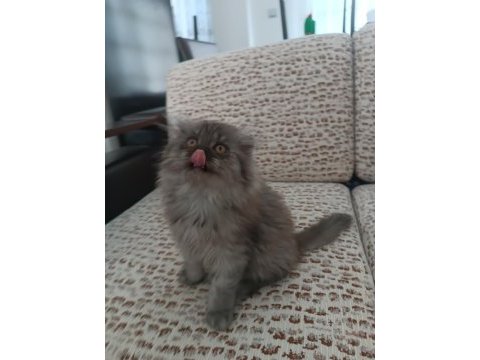 British longhair erkek yavrumuz