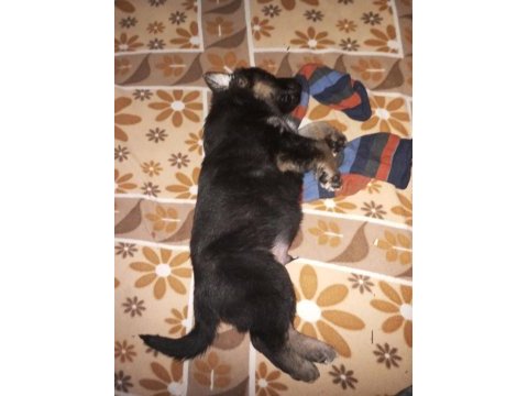 Uzun tüylü ve düşük bel alman kurdu