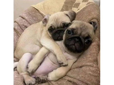 A+ pugmops bebekler renk ve anatomi harikası