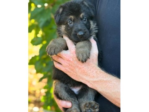 Ev ortamında yetiştirilmiş cane corso yavrularımız