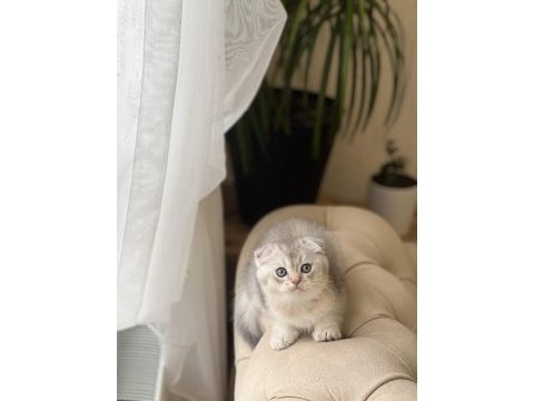 Sıfır kulak scottish fold yavrum