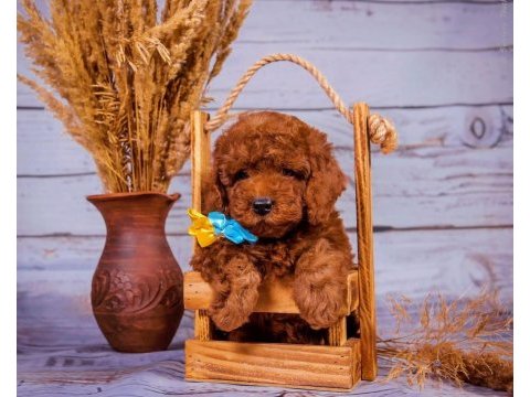 Toy poodle safkan her renk yavrularımız